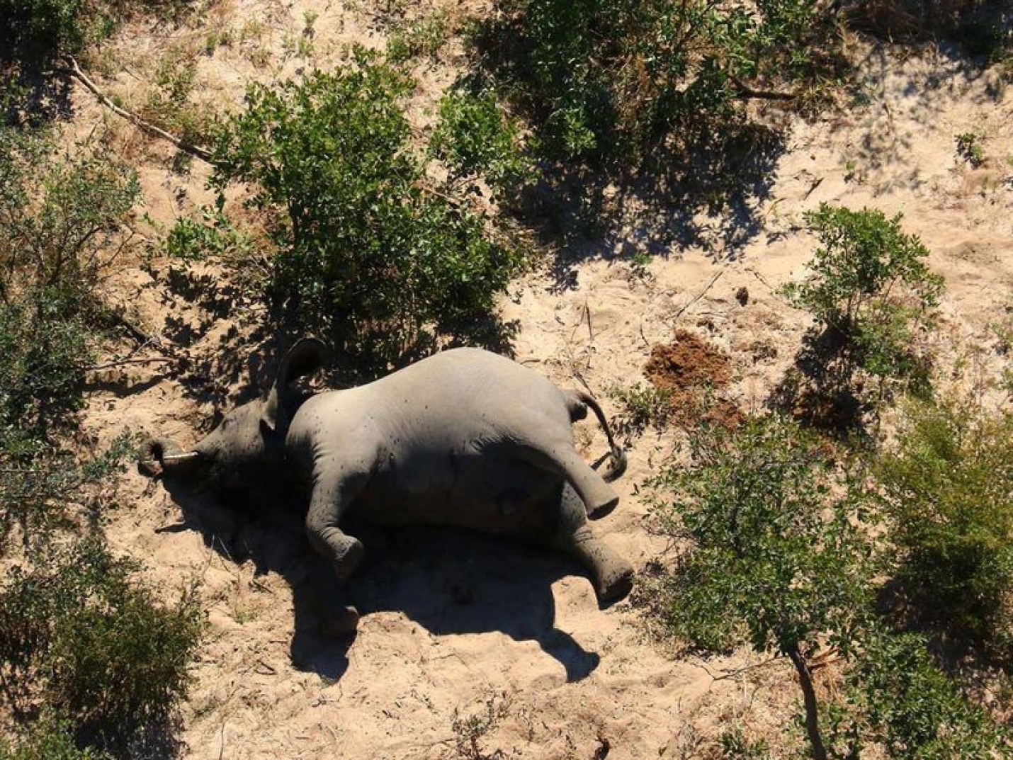 Власти Ботсваны объяснили гибель более 300 слонов